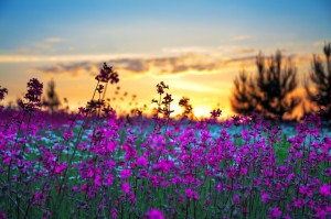 summer sunrise over a blossoming meadow